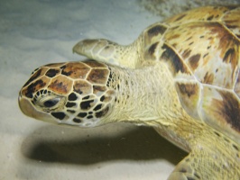 Green Sea Turtle IMG 3191
